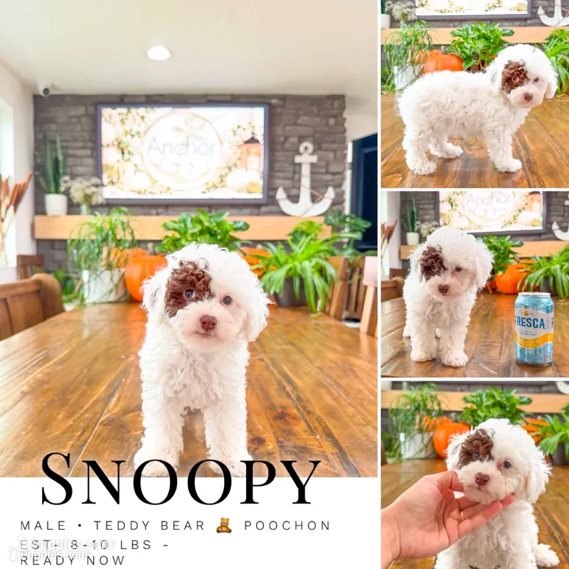 S N O O P Y , a male Bichpoo for sale in North Ogden, UT – 1 of 10