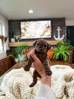 B u t t e r C u p , a female Bichpoo for sale in North Ogden, UT – 3 of 10