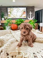 G I N G E R ( Akc toy teddy bear poodle ) , a female Poodle - Toy  for sale in North Ogden, UT – 6 of 10