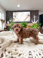 G I N G E R ( Akc toy teddy bear poodle ) , a female Poodle - Toy  for sale in North Ogden, UT – 4 of 10