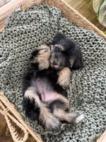 Toy size -Health clear- teddy bear Yorkiepoo  , a female Yorkipoo for sale in North Ogden, UT – 6 of 7