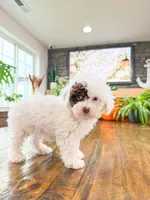 S N O O P Y , a male Bichpoo for sale in North Ogden, UT – 4 of 10