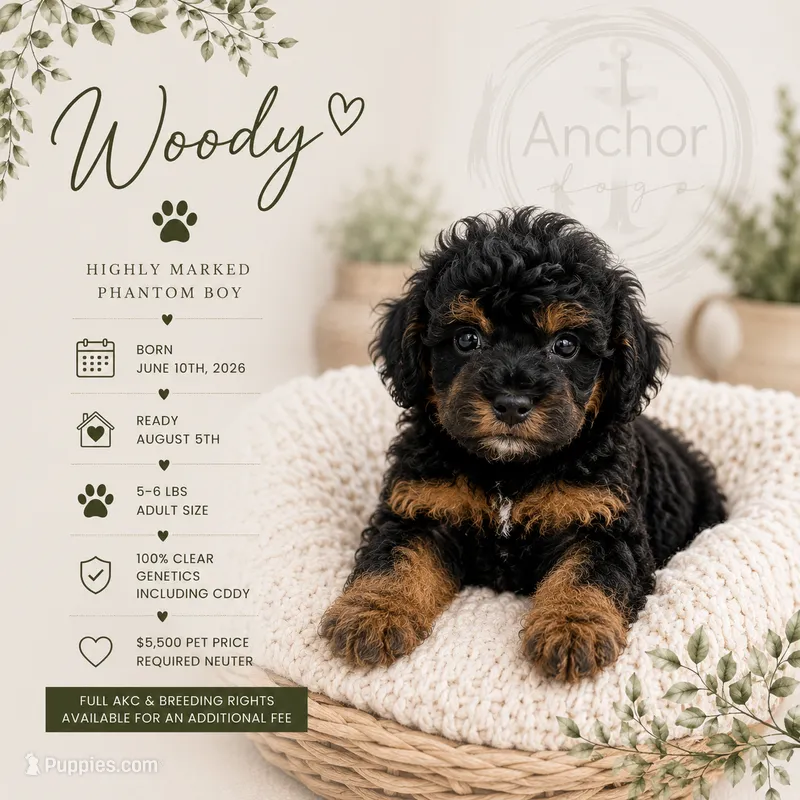 Woody  – Poodle - Toy  puppy for sale in North Ogden, UT