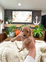 Westley , a male Bichpoo for sale in North Ogden, UT – 5 of 8