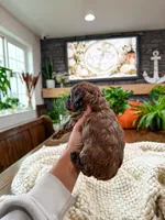 B u t t e r C u p , a female Bichpoo for sale in North Ogden, UT – 7 of 10