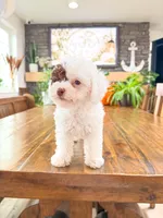 S N O O P Y , a male Bichpoo for sale in North Ogden, UT – 3 of 10
