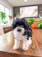Peppermint , a female Bichpoo for sale in North Ogden, UT – 2 of 8