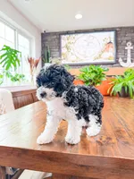 Peppermint , a female Bichpoo for sale in North Ogden, UT – 5 of 8