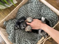 Toy size -Health clear- teddy bear Yorkiepoo  , a female Yorkipoo for sale in North Ogden, UT – 7 of 7