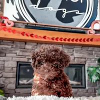 🧸 TOY - CRIMSON, a male Poodle - Toy  for sale in North Ogden, UT – Photo 4 of 5