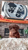 🧸 TOY - CRIMSON, a male Poodle - Toy  for sale in North Ogden, UT – Photo 4 of 5