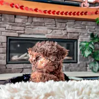 🧸 TOY - CRIMSON, a male Poodle - Toy  for sale in North Ogden, UT – Photo 2 of 5