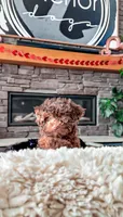 🧸 TOY - CRIMSON, a male Poodle - Toy  for sale in North Ogden, UT – Photo 2 of 5