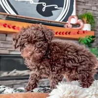 🧸 TOY - CRIMSON, a male Poodle - Toy  for sale in North Ogden, UT – Photo 5 of 5