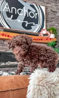 🧸 TOY - CRIMSON, a male Poodle - Toy  for sale in North Ogden, UT – Photo 5 of 5