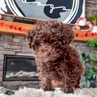 🧸 TOY - CRIMSON, a male Poodle - Toy  for sale in North Ogden, UT – Photo 3 of 5