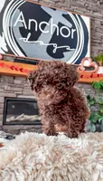 🧸 TOY - CRIMSON, a male Poodle - Toy  for sale in North Ogden, UT – Photo 3 of 5