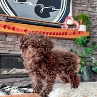 🧸 TOY - CRIMSON, a male Poodle - Toy  for sale in North Ogden, UT – Photo 1 of 5