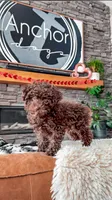 🧸 TOY - CRIMSON, a male Poodle - Toy  for sale in North Ogden, UT – Photo 1 of 5