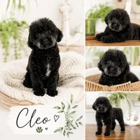 Woody , a male Poodle - Toy  for sale in North Ogden, UT – 2 of 4