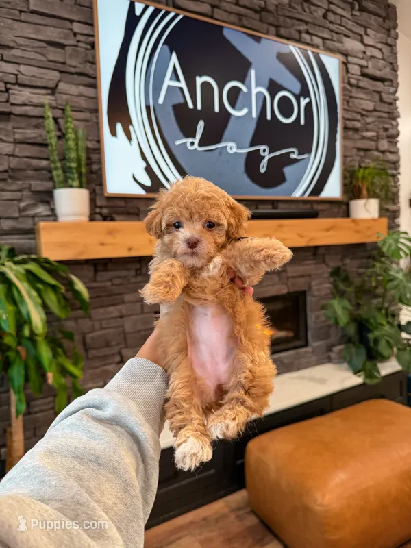 akc teddy bear toy poodle