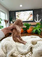 Westley , a male Bichpoo for sale in North Ogden, UT – 6 of 8