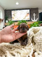 B u t t e r C u p , a female Bichpoo for sale in North Ogden, UT – 8 of 10