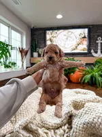 Westley , a male Bichpoo for sale in North Ogden, UT – 7 of 8