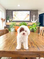 S N O O P Y , a male Bichpoo for sale in North Ogden, UT – 9 of 10