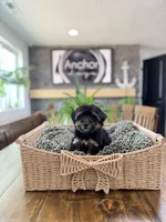 Toy size -Health clear- teddy bear Yorkiepoo  , a female Yorkipoo for sale in North Ogden, UT – 1 of 7