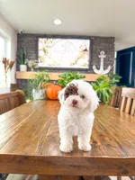 S N O O P Y , a male Bichpoo for sale in North Ogden, UT – 7 of 10