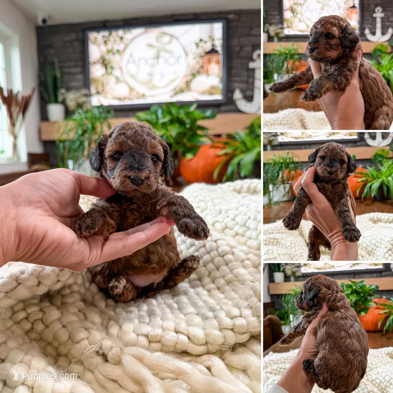 B u t t e r C u p , a female Bichpoo for sale in North Ogden, UT – 1 of 10
