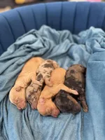 AKC- D E N A L I, a female Poodle - Miniature  for sale in North Ogden, UT – Photo 7 of 9