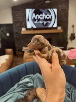 AKC- D E N A L I, a female Poodle - Miniature  for sale in North Ogden, UT – Photo 1 of 9