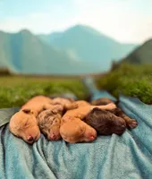 AKC- D E N A L I, a female Poodle - Miniature  for sale in North Ogden, UT – Photo 4 of 9