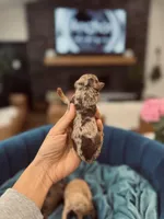 AKC- D E N A L I, a female Poodle - Miniature  for sale in North Ogden, UT – Photo 3 of 9