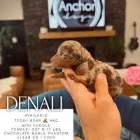 AKC- D E N A L I, a female Poodle - Miniature  for sale in North Ogden, UT – Photo 8 of 9