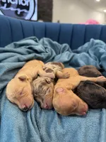 AKC- D E N A L I, a female Poodle - Miniature  for sale in North Ogden, UT – Photo 6 of 9