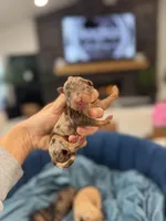 AKC- D E N A L I, a female Poodle - Miniature  for sale in North Ogden, UT – Photo 2 of 9