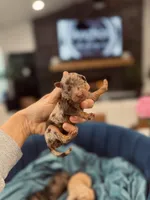 AKC- D E N A L I, a female Poodle - Miniature  for sale in North Ogden, UT – Photo 5 of 9