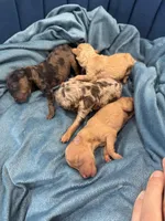 AKC- D E N A L I, a female Poodle - Miniature  for sale in North Ogden, UT – Photo 9 of 9