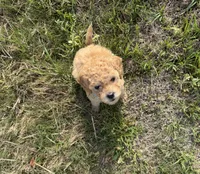 Bubba , a male Poodle - Miniature  for sale in Auburn, AL – Photo 2 of 2