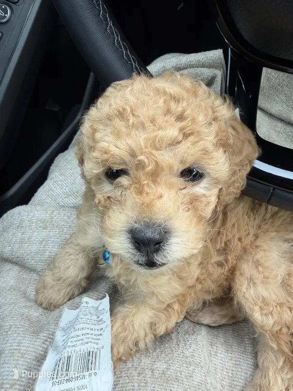 Bubba  – Poodle - Miniature  puppy for sale in Auburn, AL