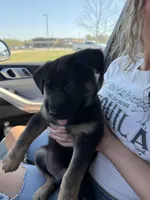 Bluey, a female German Shepherd Dog for sale in Nashville, TN – Photo 3 of 3
