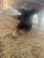 Bluey, a female German Shepherd Dog for sale in Nashville, TN – Photo 2 of 3