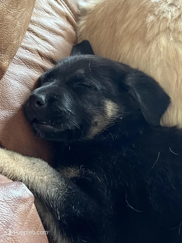 Bluey – German Shepherd Dog puppy for sale in Nashville, TN