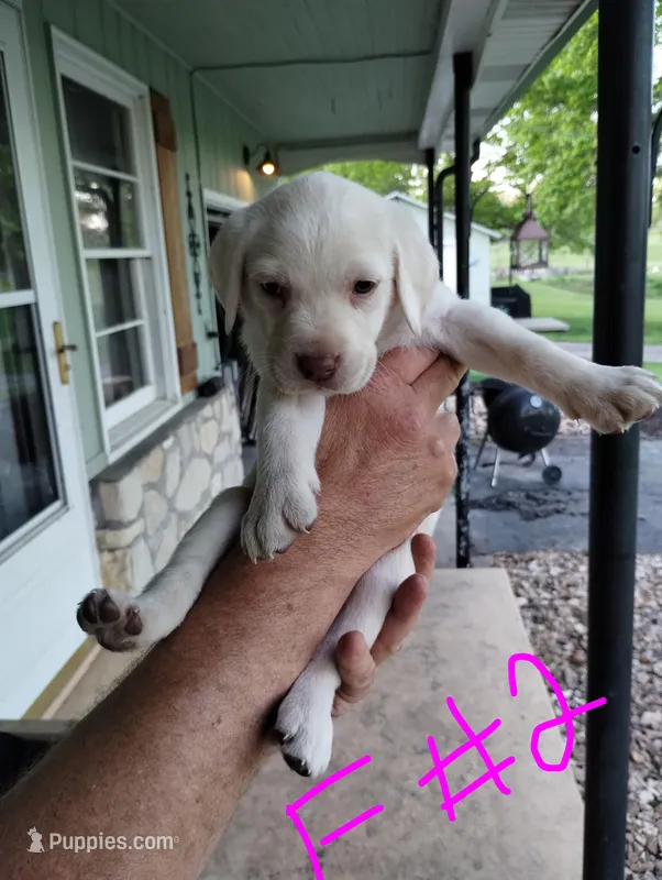 Lisa – Labrador Retriever puppy for sale in Eldon, MO