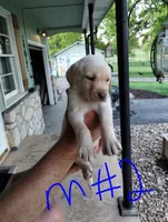 Lisa, a female Labrador Retriever for sale in Eldon, MO – Photo 7 of 8