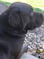 Lisa, a female Labrador Retriever for sale in Eldon, MO – Photo 5 of 8