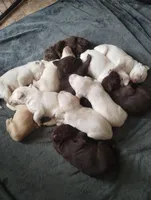 Lisa, a female Labrador Retriever for sale in Eldon, MO – Photo 8 of 8